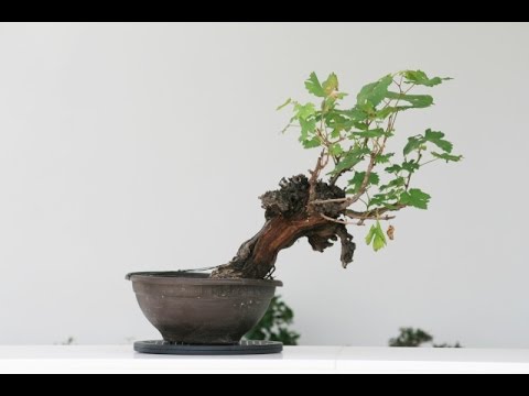 Vitis Or Grape Bonsai Part 1 Youtube