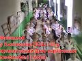 флешмоб до Дня писемності