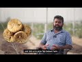 Organic Anjeer (Fig) Farming: A New Hope for Gujarat Farmers | Shambhala Orchard &amp; Agro