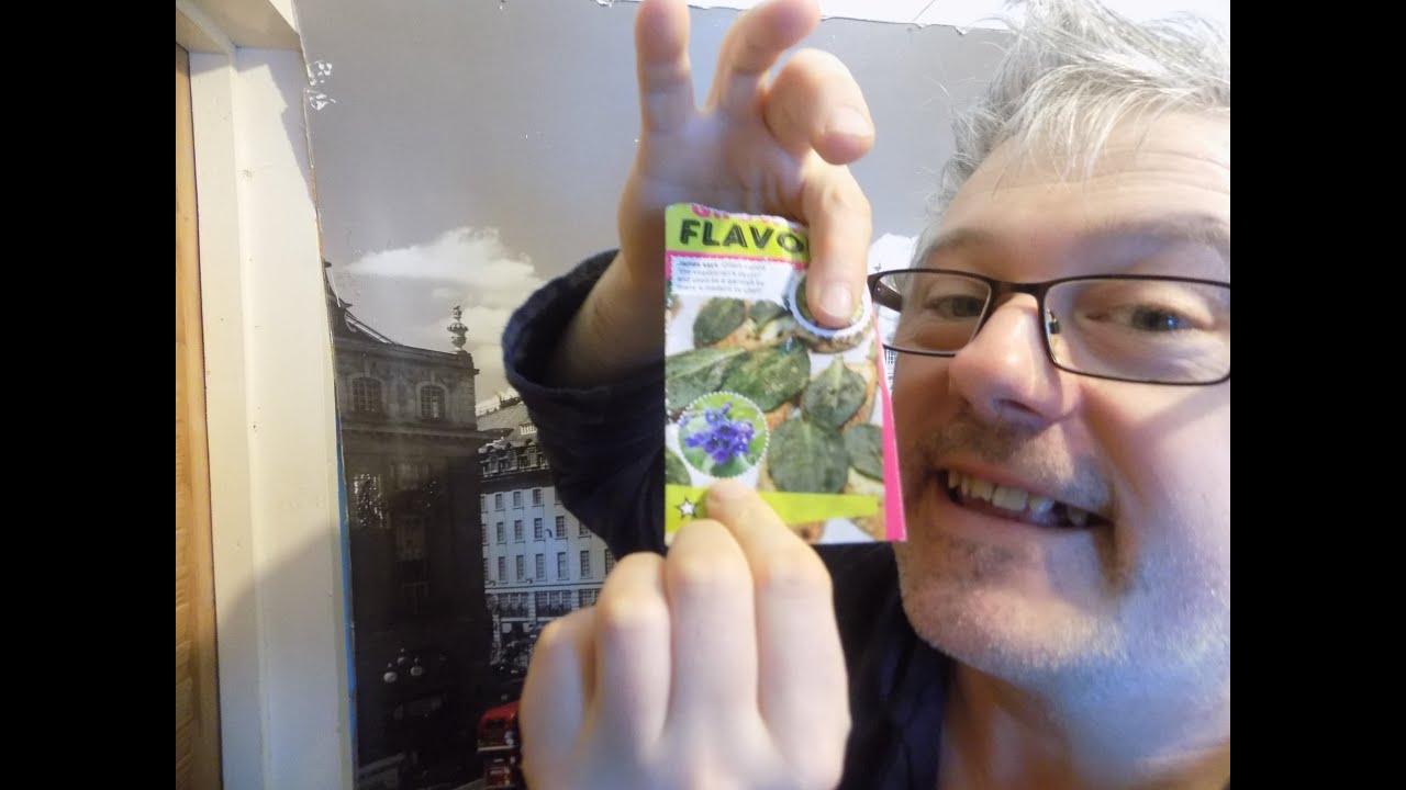 Siejemy Oyster Leaf czyli Mertensia Maritima