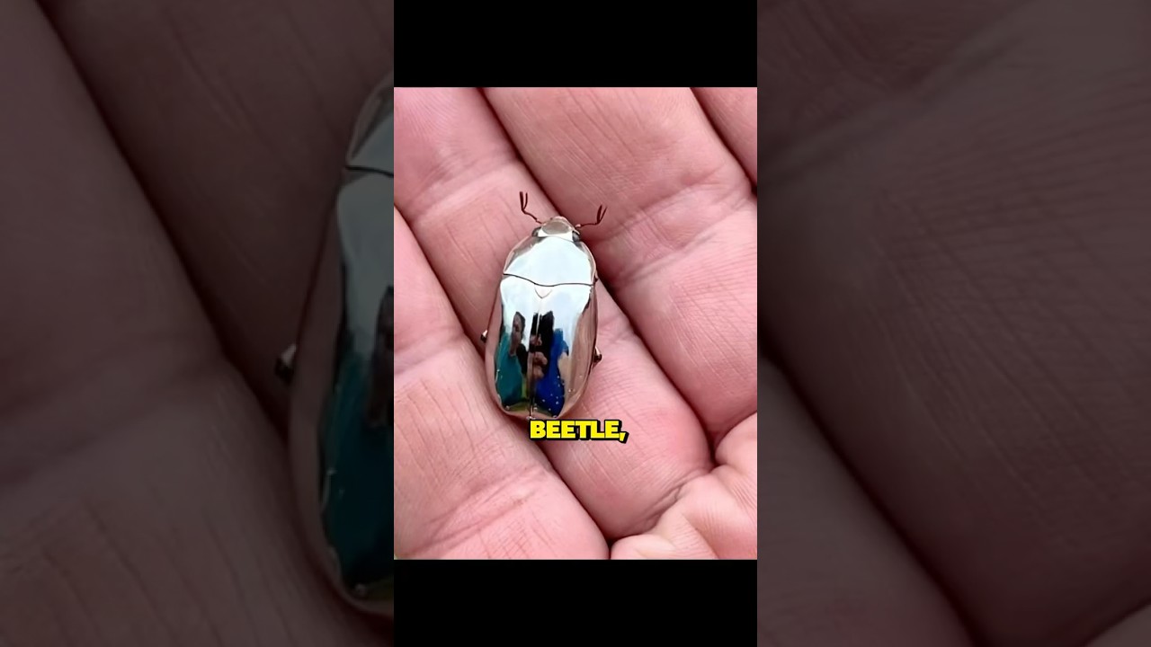 The Chrysina limbata, or silver mirror beetle 👽