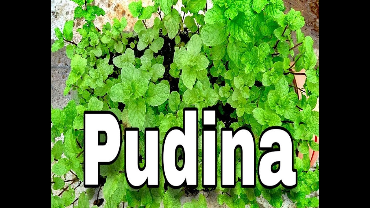 Pudina Plant Uses In Hindi