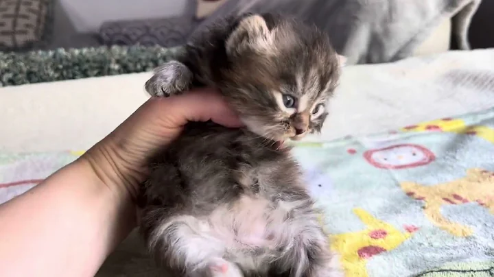 Watch the video about Black tortie Siberian kitten Connecticut breeder Winter Paws Siberian Cats Bristol CT near NYC