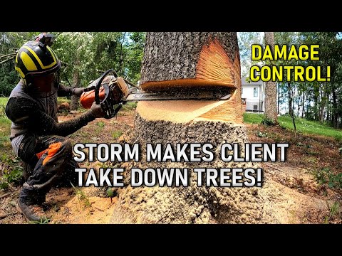 Storm Came Through...Homeowner Wants All Trees Gone! - YouTube