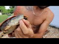 Catching and flipping turtles & tortoises on the ranch! HUH ?