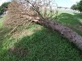 Chain Saws + Chipper = Spruce Trees GONE