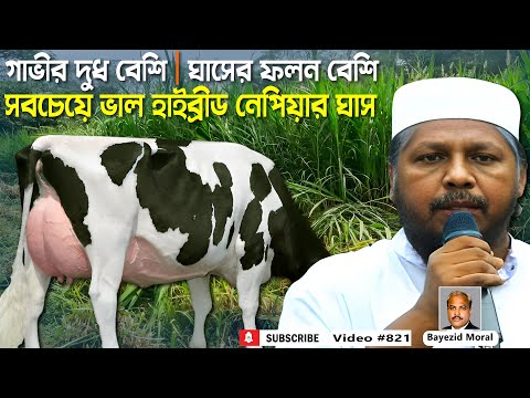 ভিডিও: একটি দৈনিক ফলন কি?