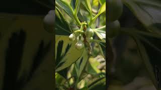 Planta De Copey Gaques