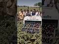 बैंगन तोड़ने का ऐसा खतरनाक जुगाड़ पहले कभी नहीं देखा होगा | #shorts#annuka