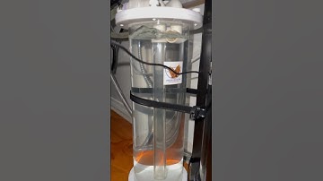 Thumbnail of Aqua rocks co2 reactor #aquarium #natureaquarium #fishtank #fishaquarium #aquariumdesign #fish