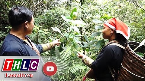 Tả Phìn bảo tồn và phát triển cây dược liệu quý| THLC