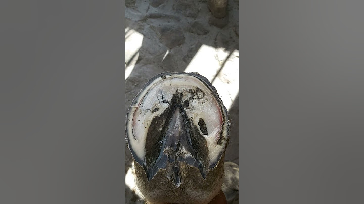 Grasa de cerdo o manteca casco demasiado seco