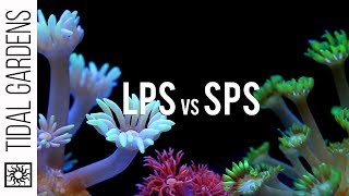 Large Polyp Stony (LPS) vs Small Polyp Stony (SPS) Corals screenshot 4
