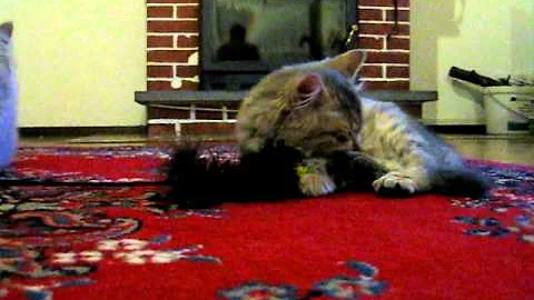 Video 355711: russian siberian, kitten russian, gold kitten