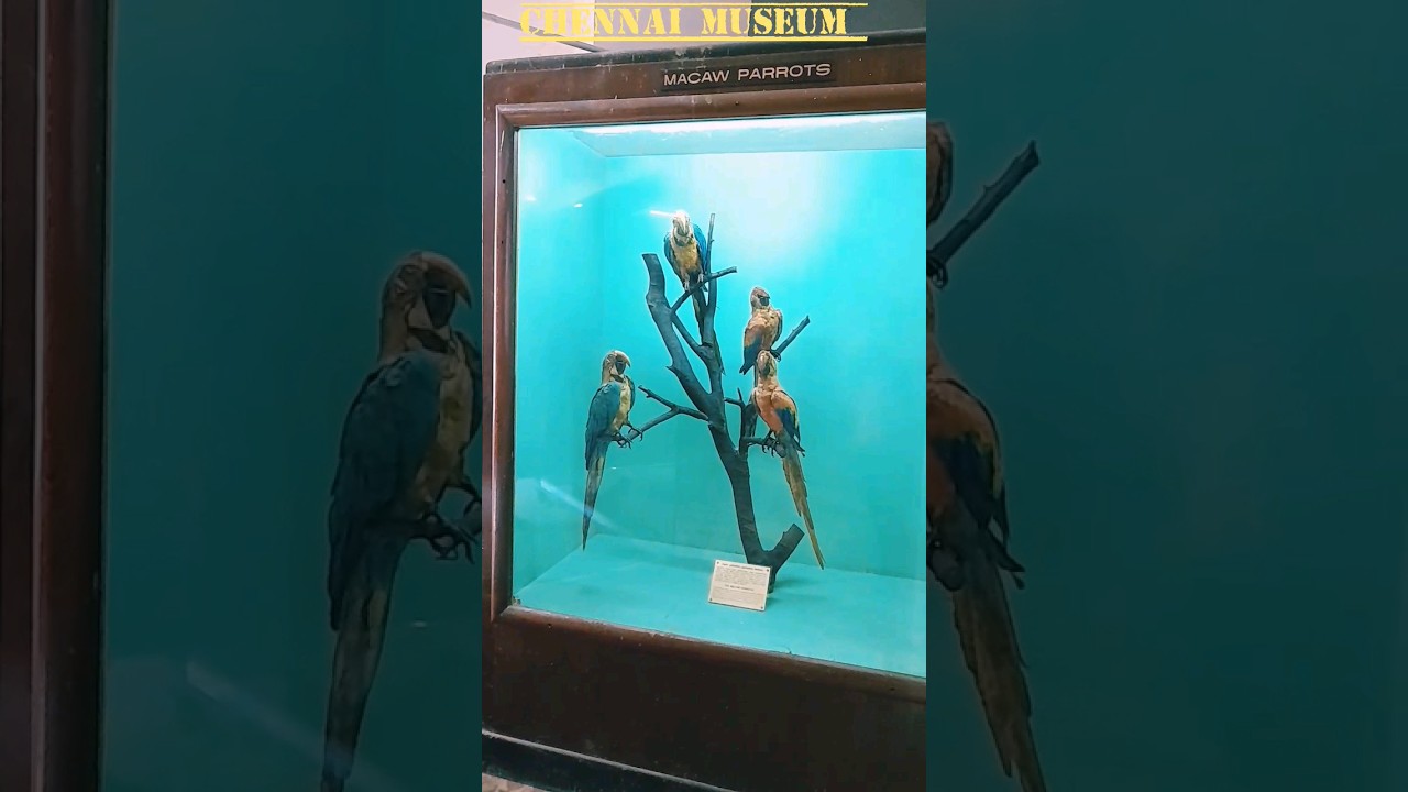 government museum chennai