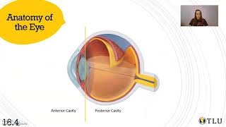 Medical Terminology Eye A&P