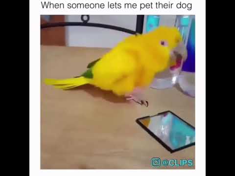 dancing-parrot-meme
