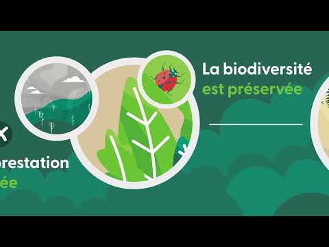FSC Forest Management Certification (French)