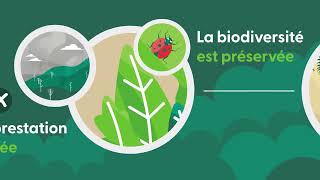FSC Forest Management Certification (French)