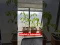 Gewächshausduell: Universalerde vs. Living Soil - Tomaten in der 4. Woche