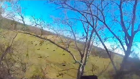 Friday Freakout: Skydiver Saved By AAD, Lands In Trees