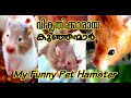 Funny Pets Hamster