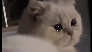 Why Cats are crying | Sad cats by Sweet world🐾 12,811 views 1 year ago 1 minute, 22 seconds