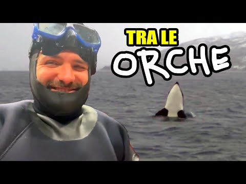 Video: Orca rondine: descrizione e foto