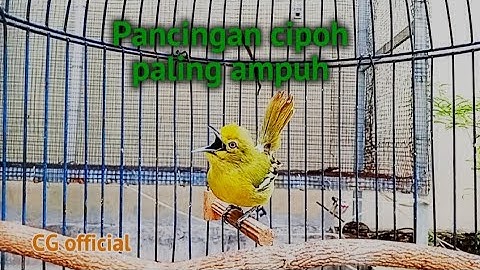 Pancingan burung sirtu/cipoh paling ampuh