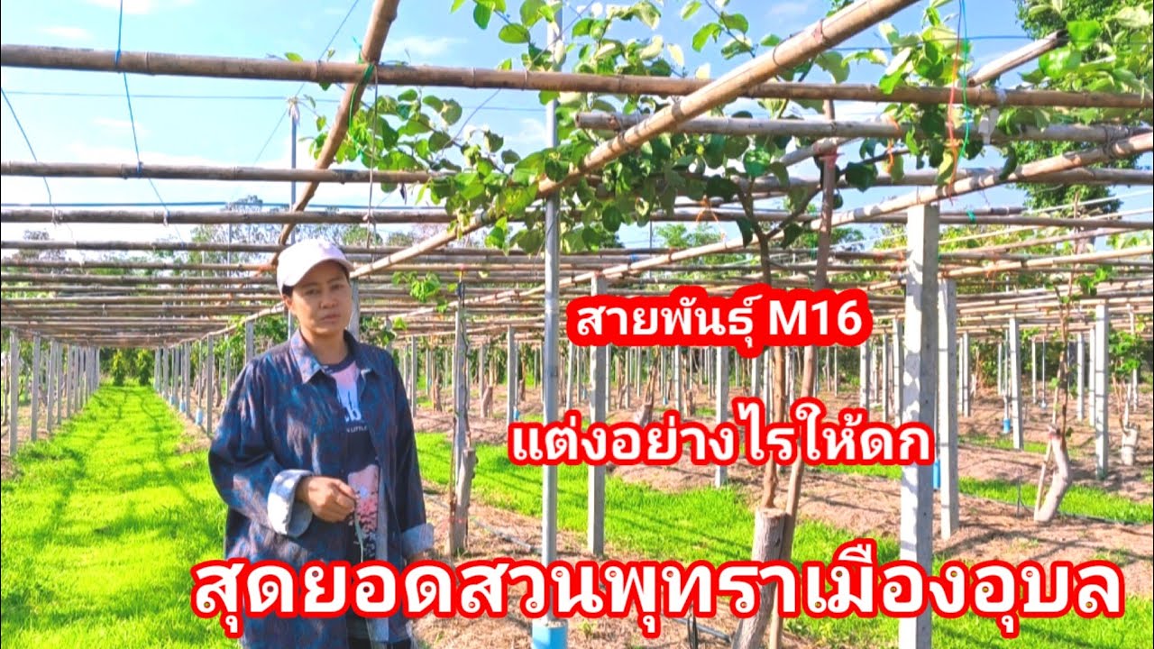 สายพันธุ์พุทราที่ราคาสูงมากที่สุดในไทยตอนนี้!! M16 พร้อมวิธีแต่งกิ่งเด็ดๆจาก สวนเสบียงบนดิน