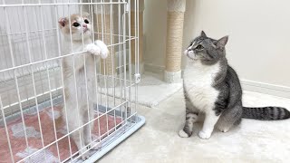 Cat's Reaction to Seeing a Kitten Trapped in a Cage