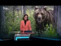 Как голосуют в России. Ситуация на фронте. "Адские санкции". Нападения медведей. НОВОСТИ