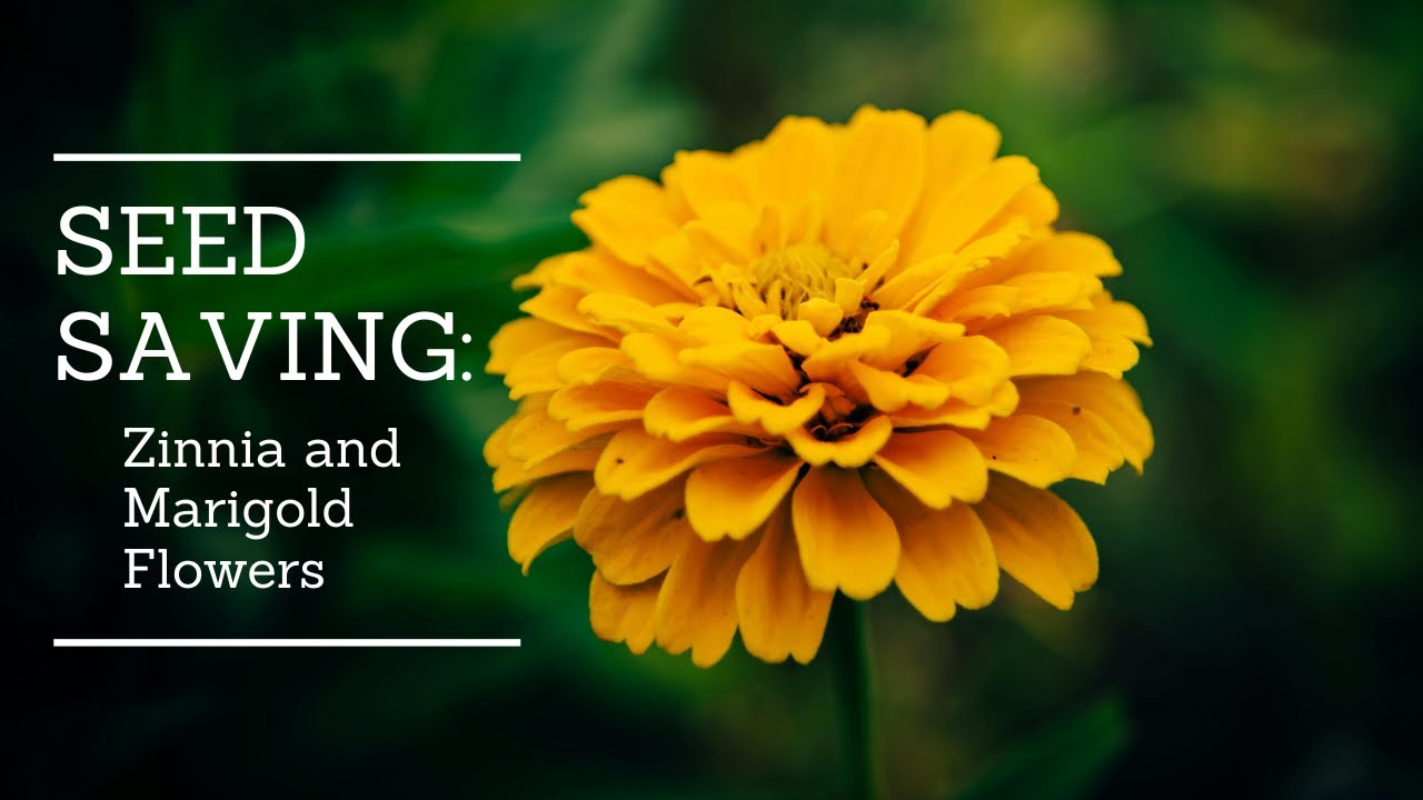 Seed Saving for Zinnia and Marigold Flowers