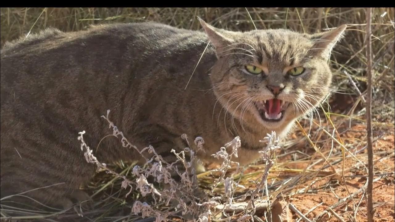 Опасные кошки фото названиями