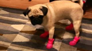 pug booties