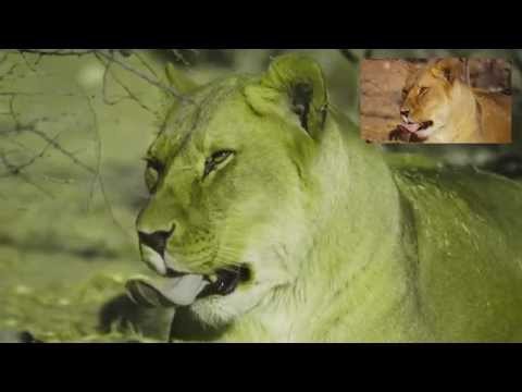 Deuteranopia 4K - Color Blindness Simulation