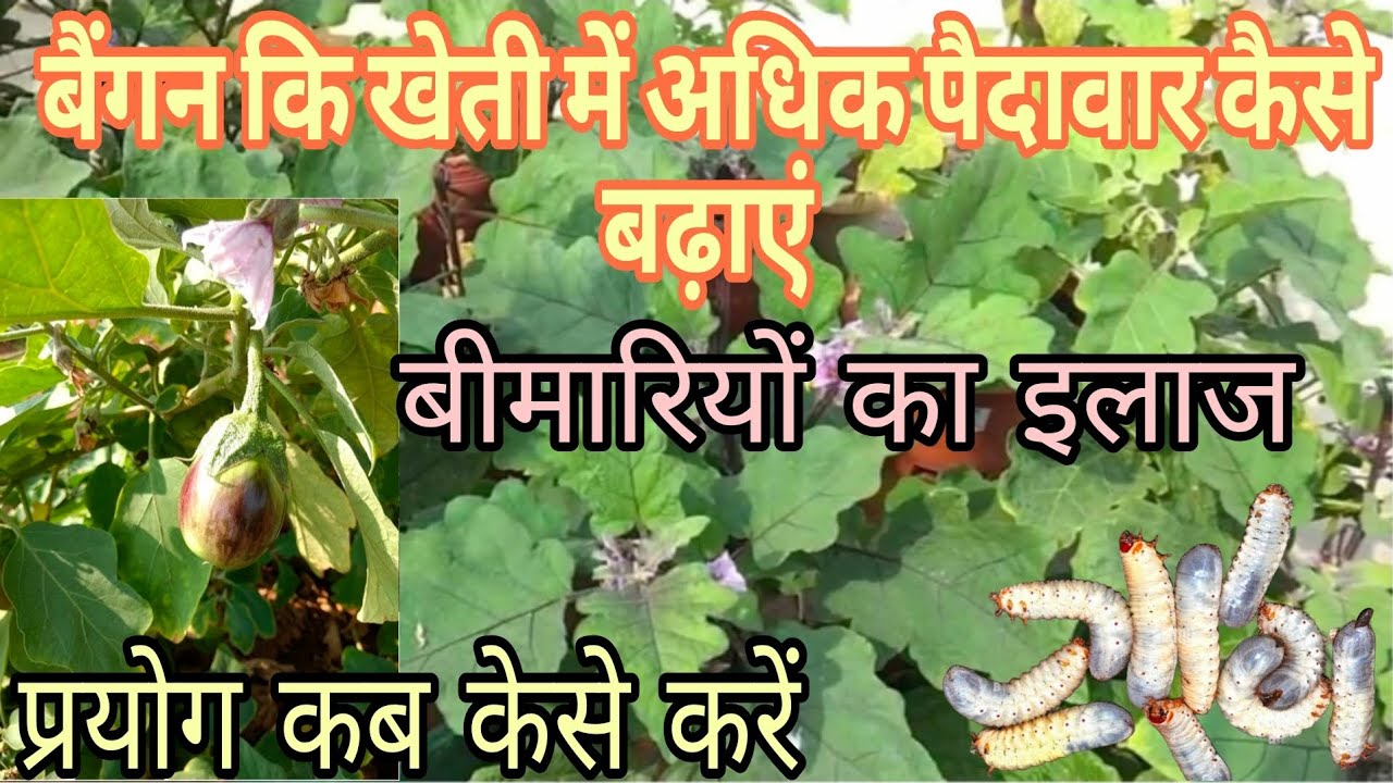 बैंगन कि खेती में मुख्य उर्वरक प्रबंधन और अधिक पैदावार के लिए आवश्यक जानकारी आज आपको इस वीडियो में 