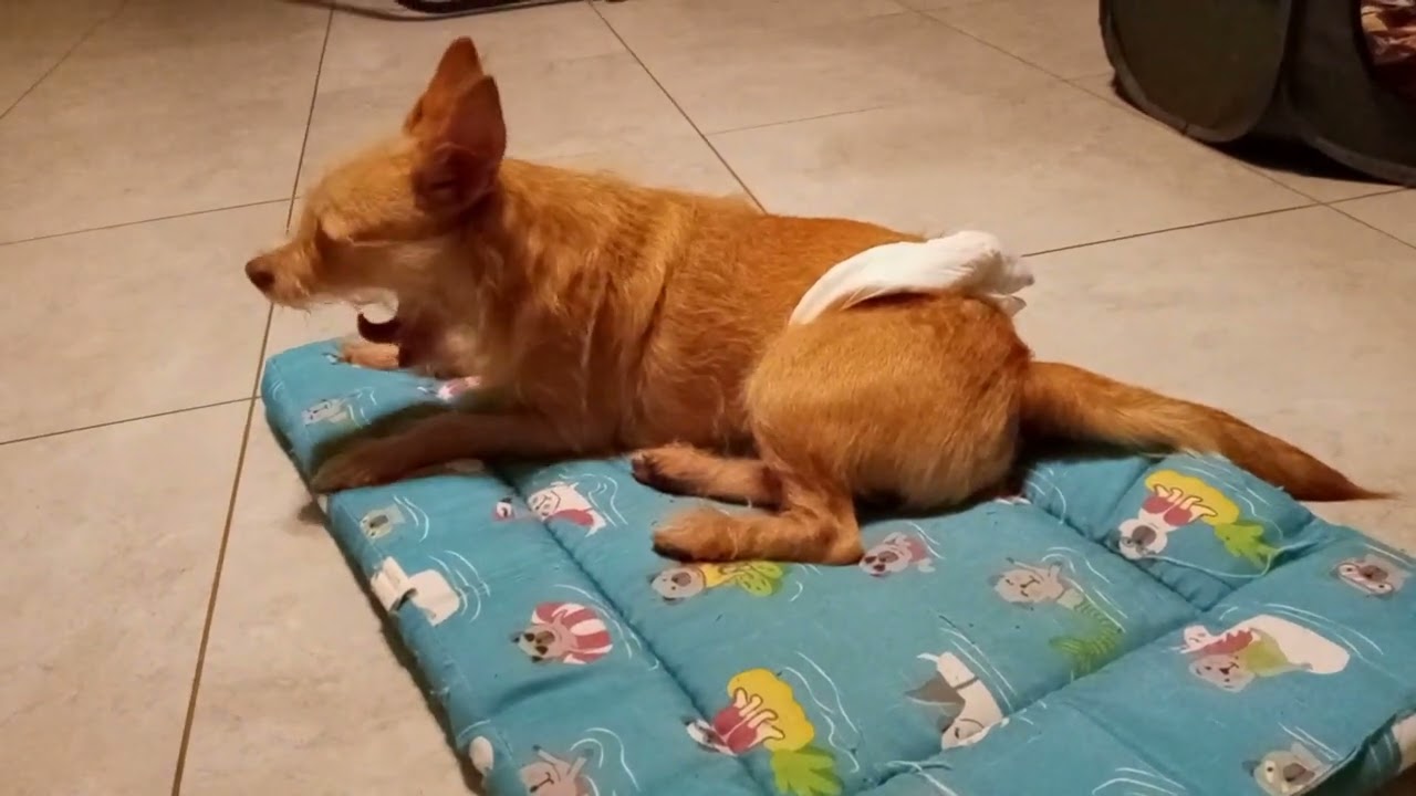 50 Shots of My Dog Jasper in 6 Minutes