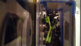 IMG 7352 225