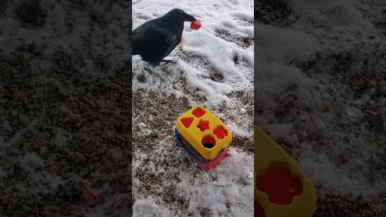 Funny crow puts figurines in a box 😂