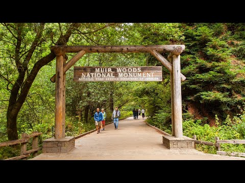 Muir Woods National Monument Tour from San Francisco