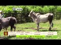 Tu vitrina ganadera- TvAgro por Juan Gonzalo Angel