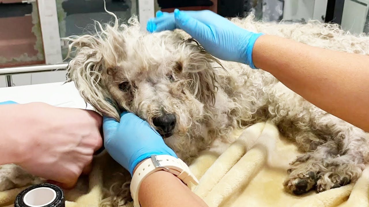 Elderly Rescue Dog Showed Incredible Spirit Before Her Peaceful Farewell