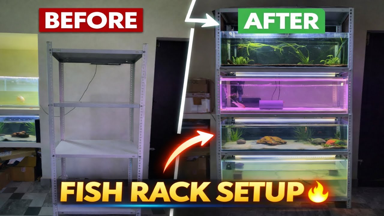 Fish Rack Sylized INSANE Fish Rack Setup 🐟 4 Tanks, 4 Species (Full Build Video) - YouTube