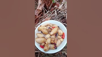 món ăn đặc sản từ đuông cọ ( đuông dừa )các bạn xem vd vui vẻ, đăng ký kênh ủng hộ mình nha các bạn!