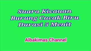 Suara Burung Cucak Biru Durasi 5 Menit (Audio Official)