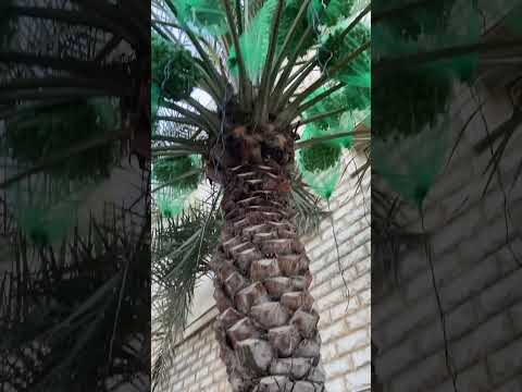 خدمة النخلة في شهر يوليو