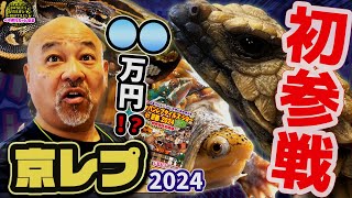 [Big reveal] First time participating in KyoRep 2024! [Japan Reptiles Show]