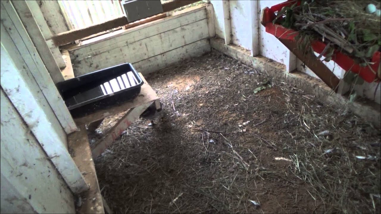 Finnish female Goshawk.  Accipiter gentilis buteoides.