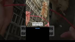 Download Lagu #cat MP3